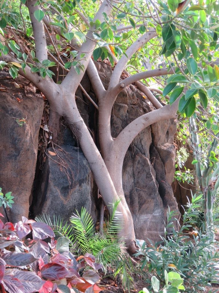 bel arbre de l'hôtel