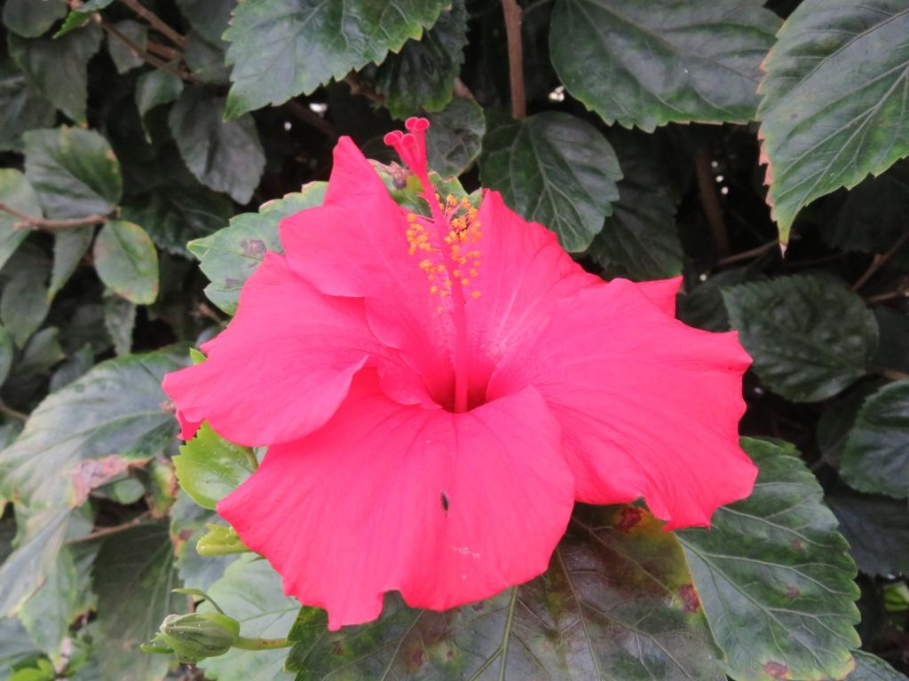 bel hibiscus