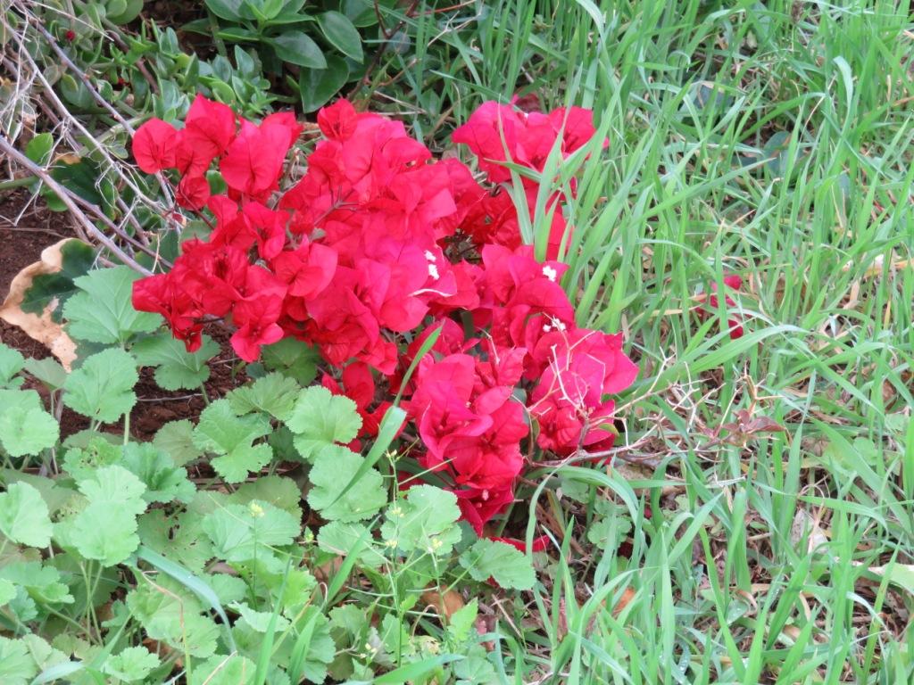 flore
