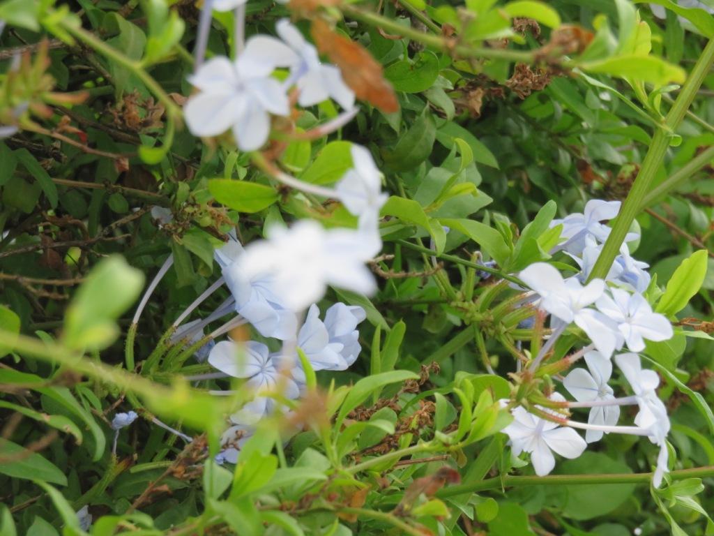 flore