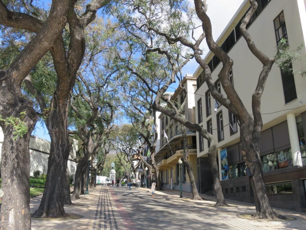 Allée boisée à Funchal