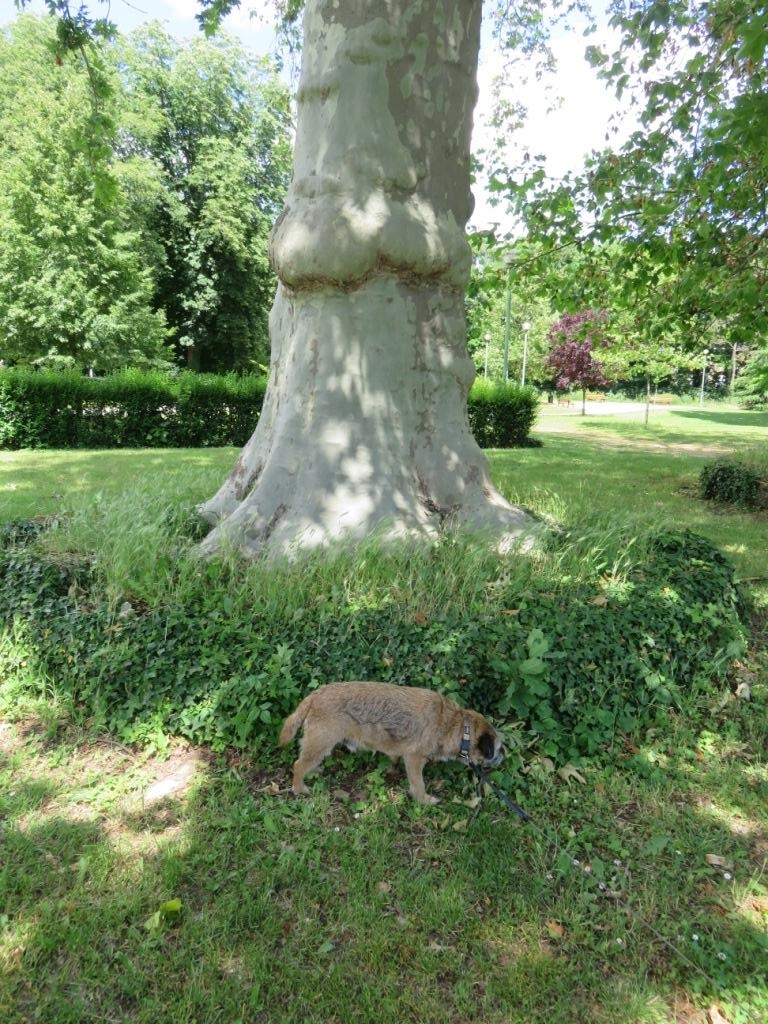 ELVIS AUPRèS DE SON ARBRE