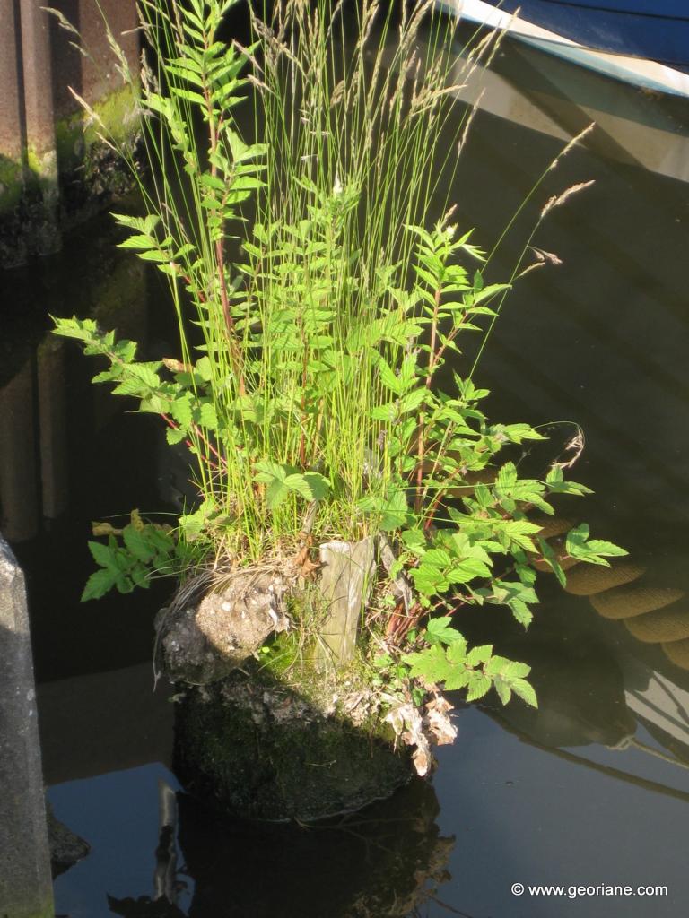 VERDURE A KONZ