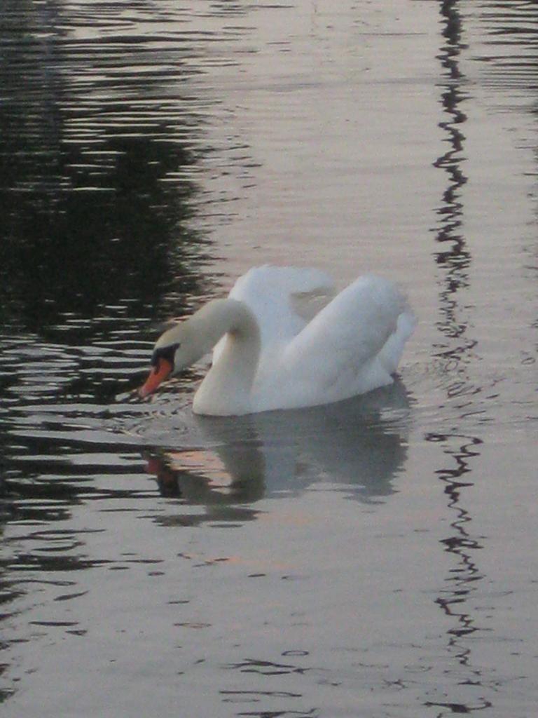 PAPA CYGNE