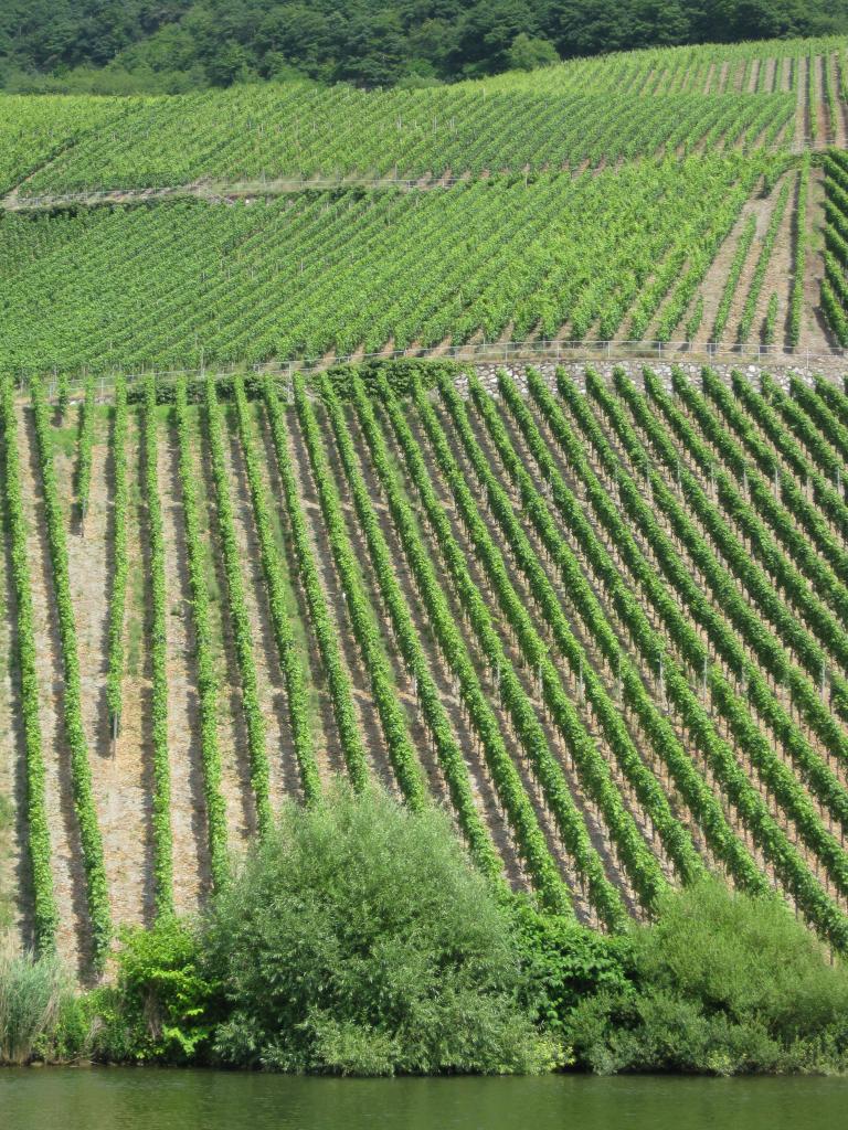 les vignobles sur la Moselle