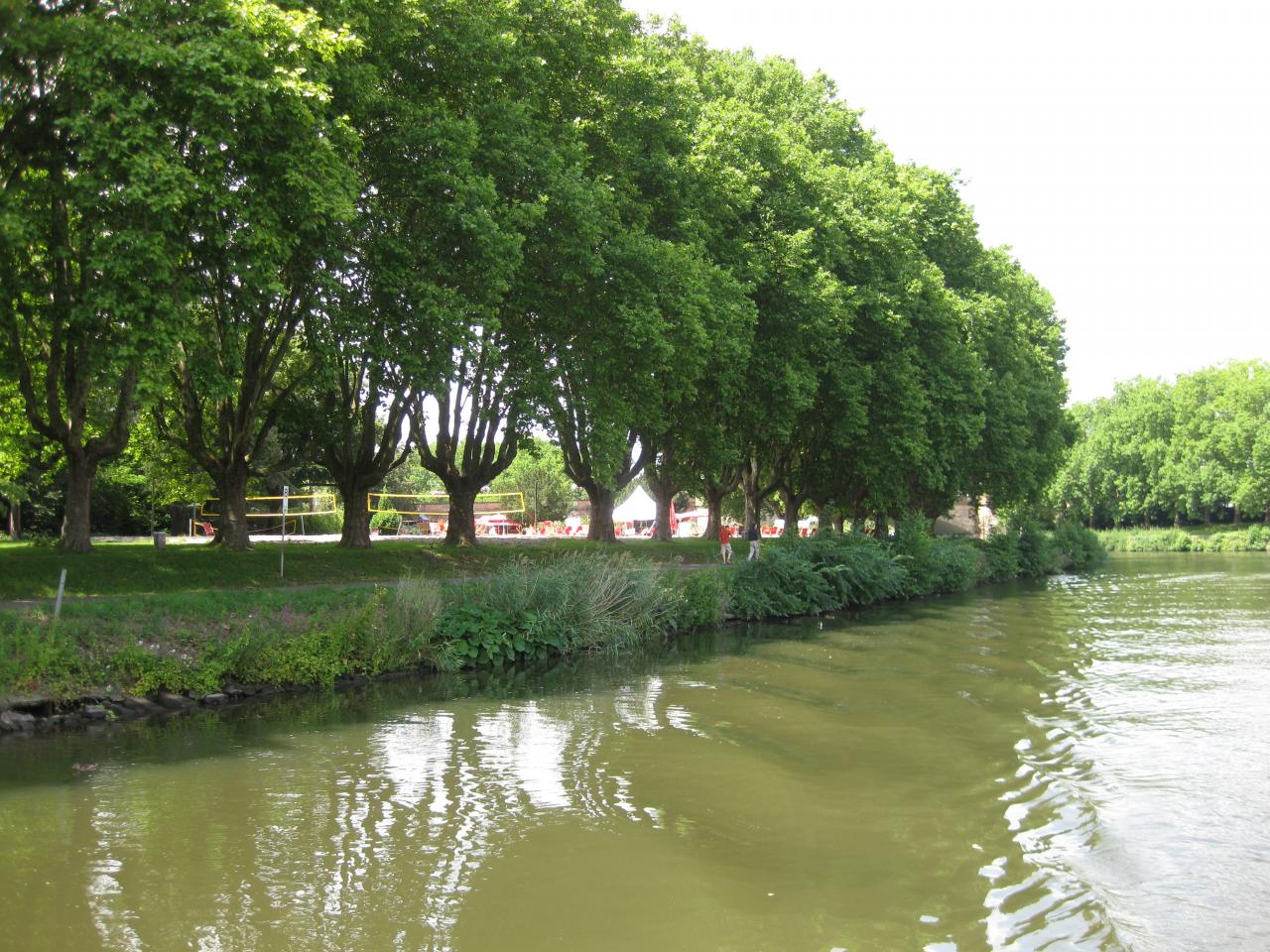 BELLE ALLÉE D'ARBRES