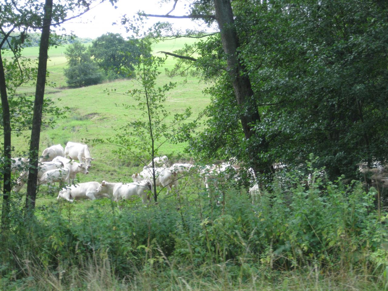 LES BELLES DE LA RÉGION