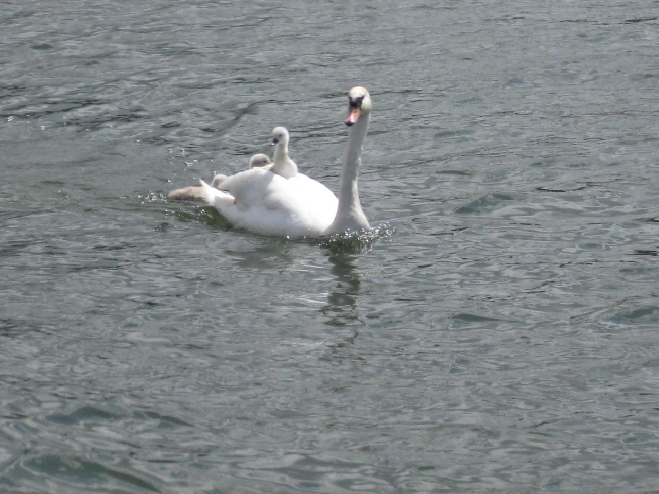 LA FAMILLE CYGNE