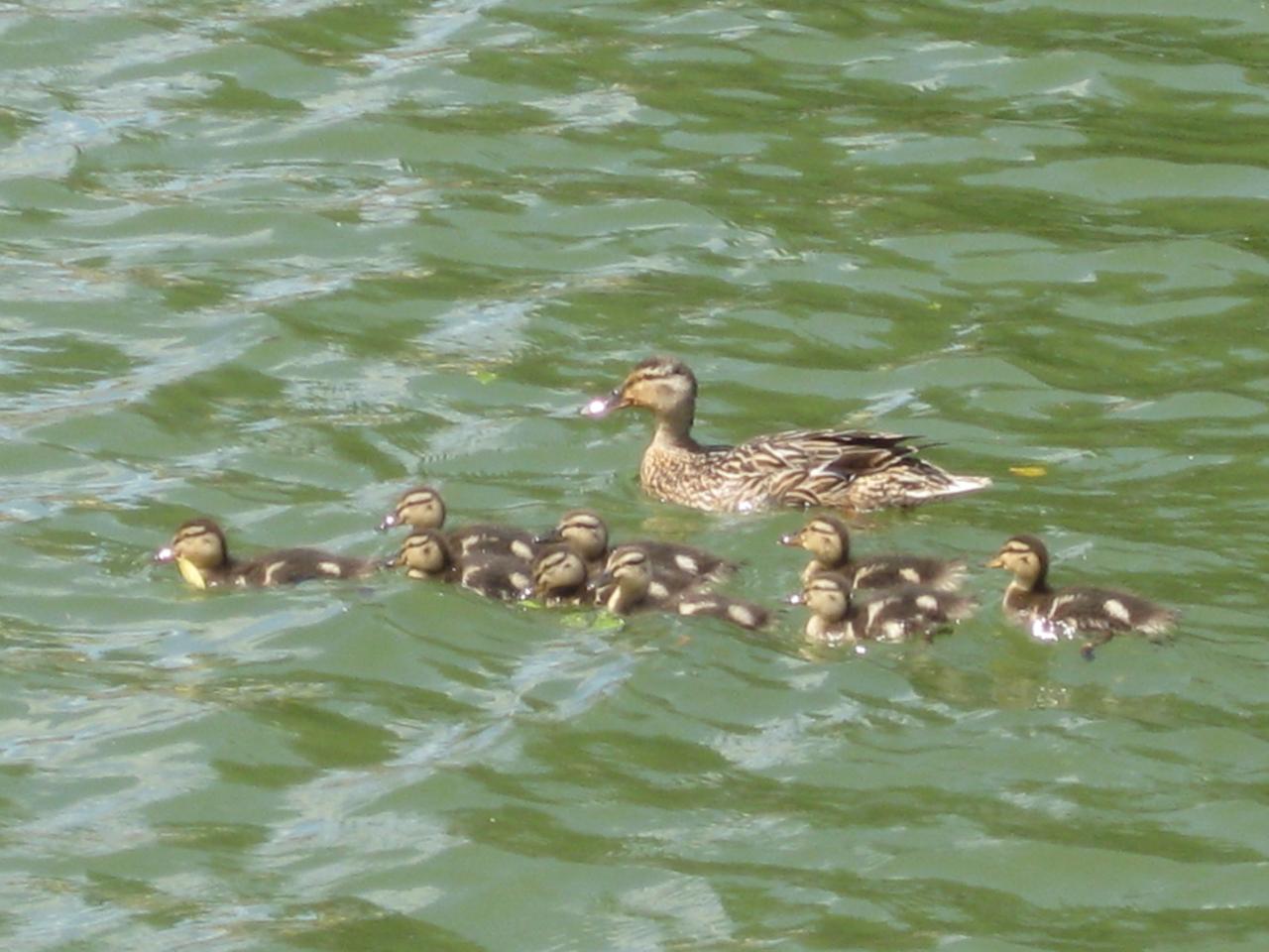 FAMILLE CANARD
