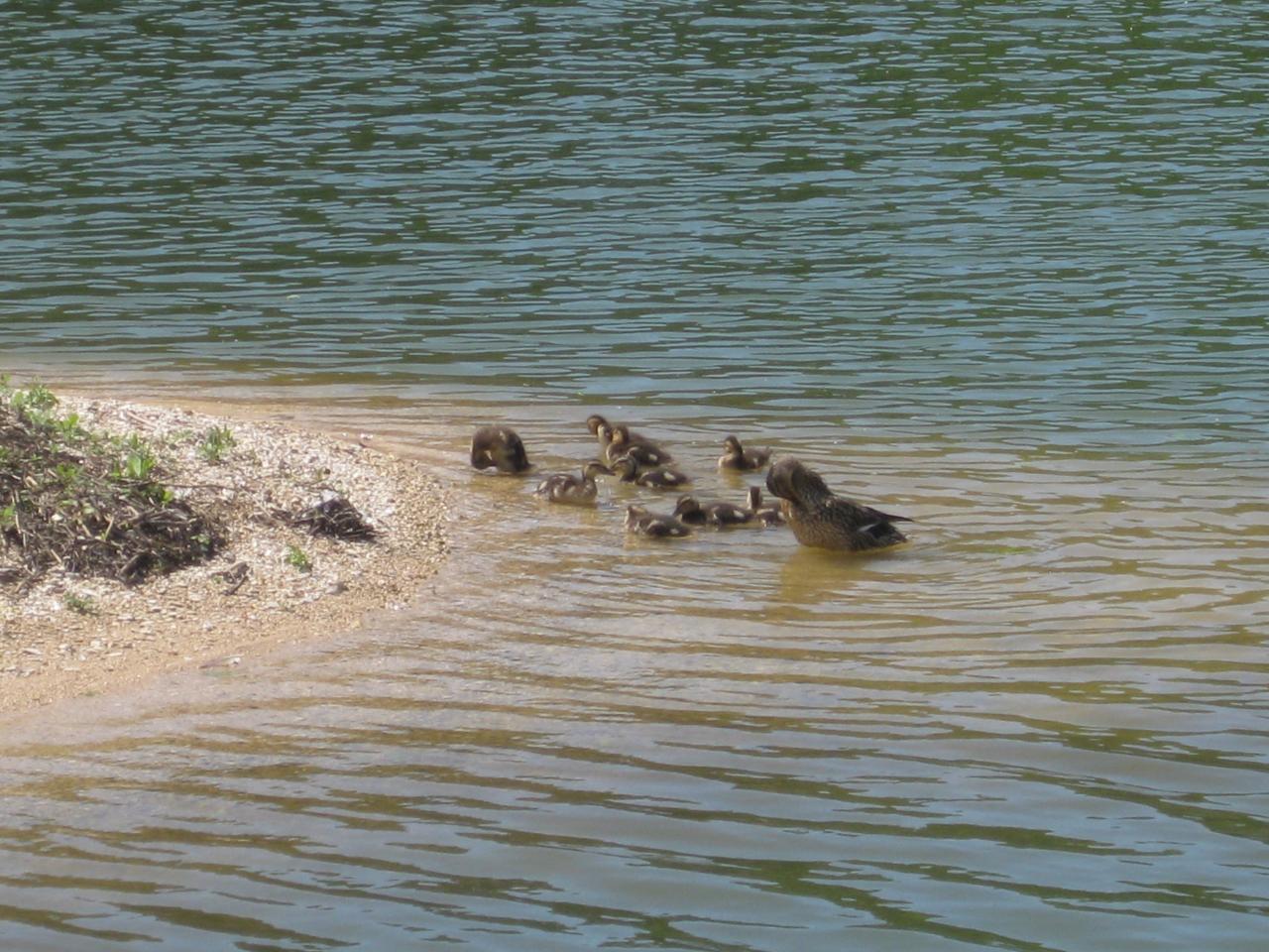 LA FAMILLE CANARD SUR SON ILOT