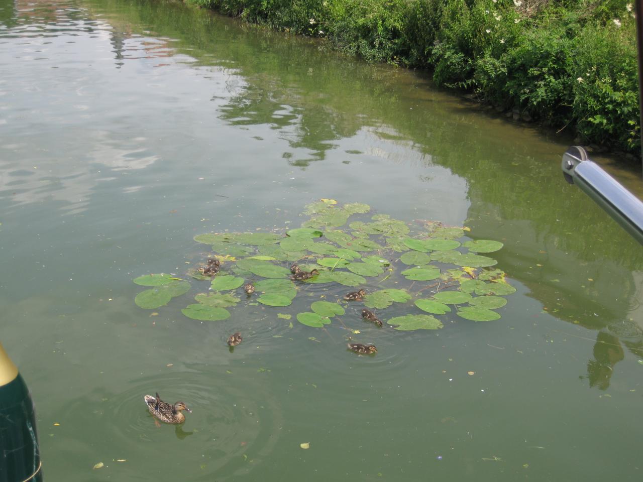 LES CANARDS SUR DES NÉNUPHARS