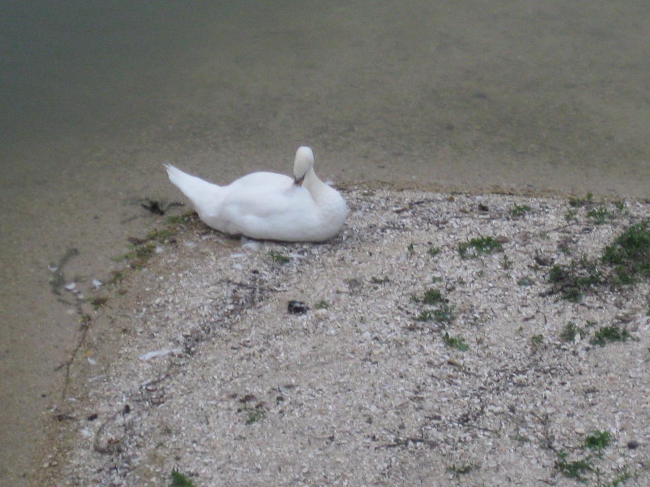 CYGNE SUR SON ILOT