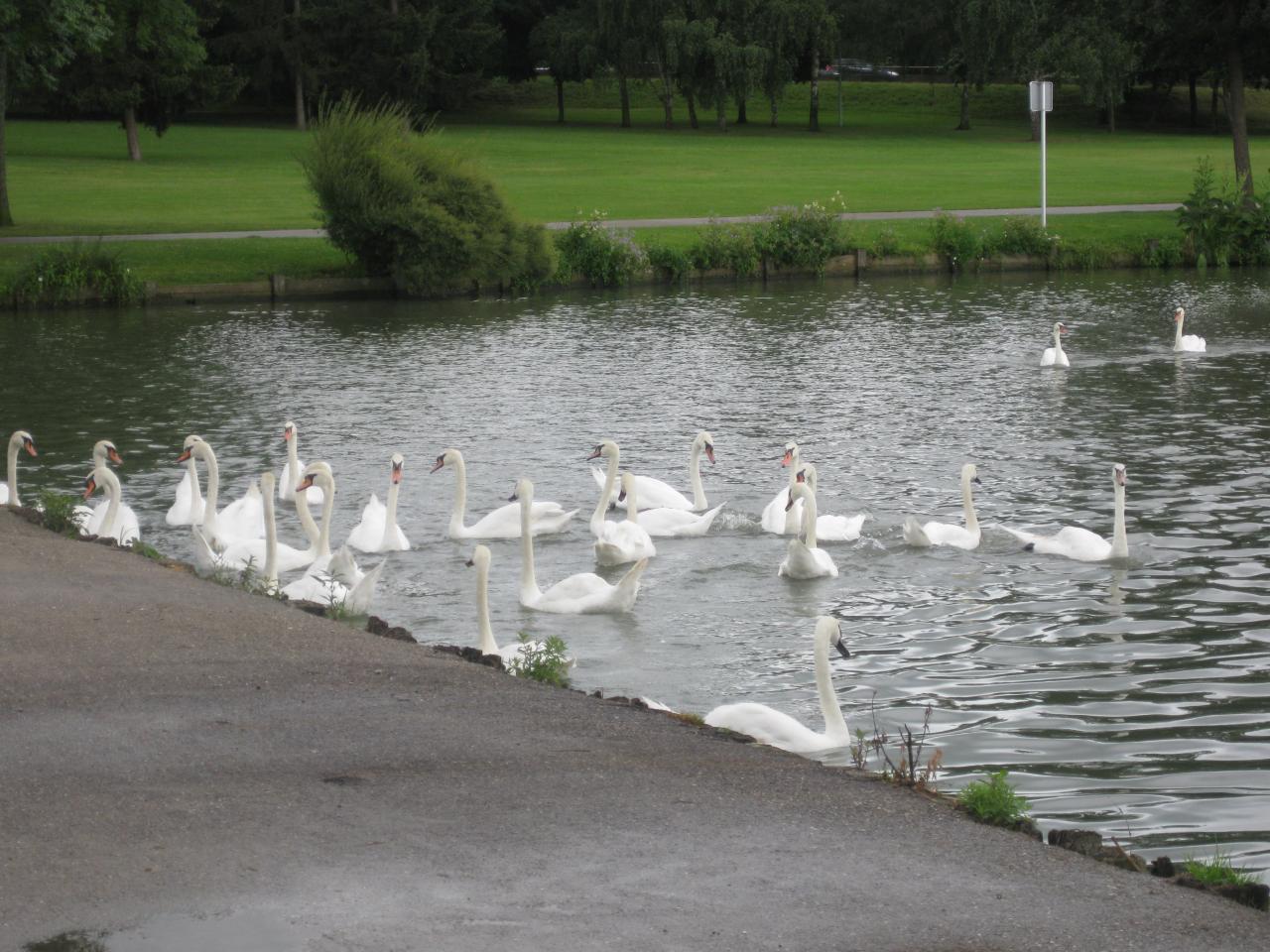 LE CLAN DES CYGNES A METZ