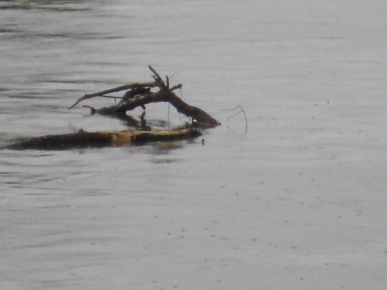 OBJET ENCOMBRANT ENTRE 2 EAUX