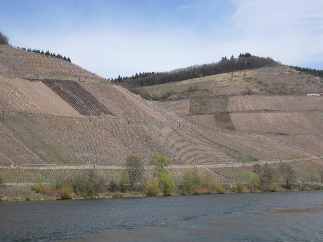 LES VIGNES ENCORE NUES